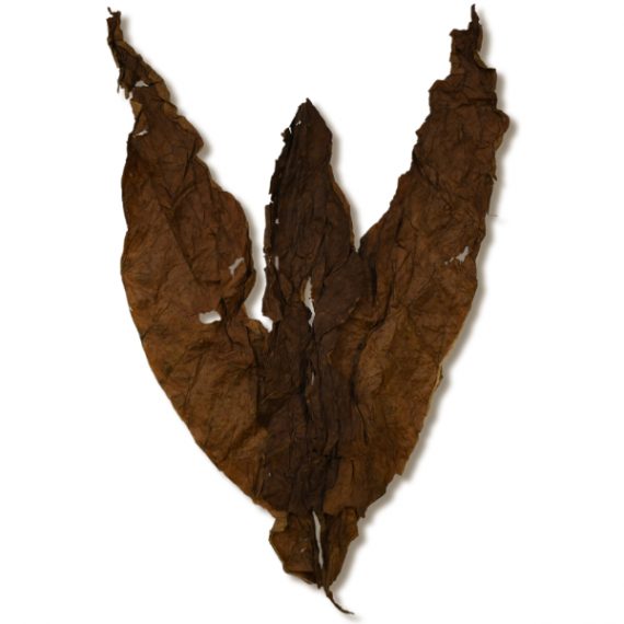 African Cameroon Solid Leaf