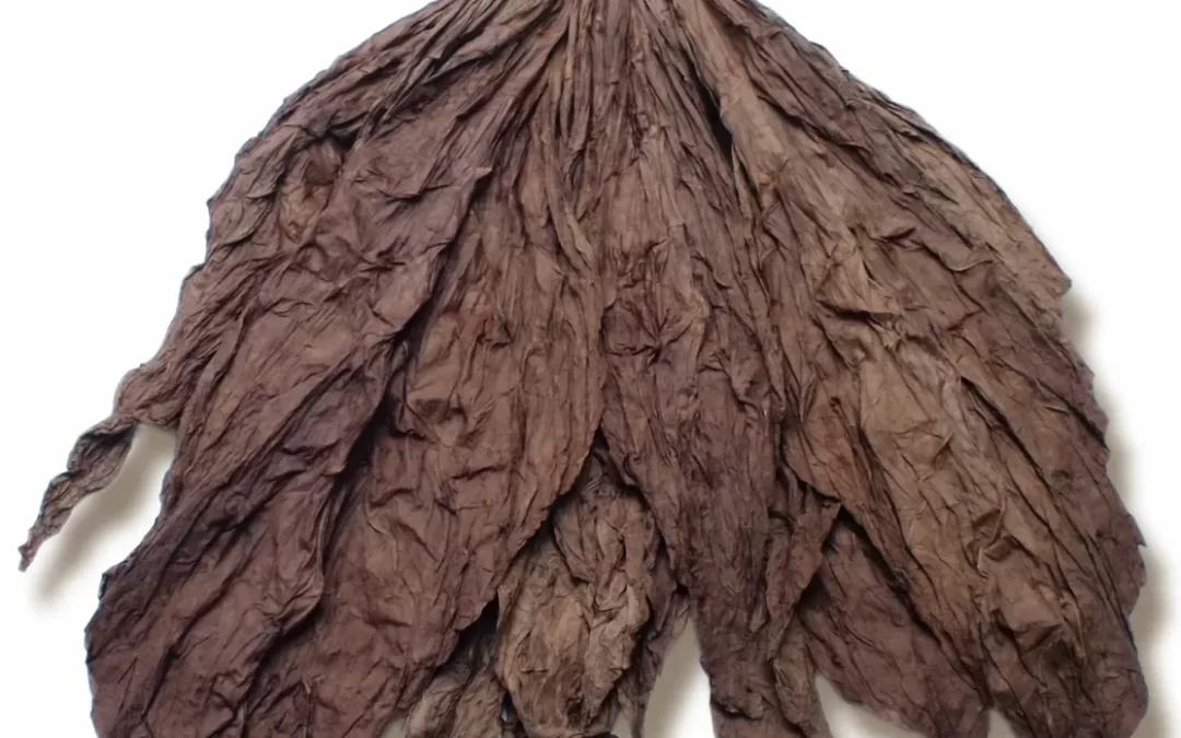 Seco vs. Ligero Tobacco Leaves