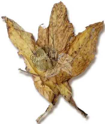 how to dry tobacco leaves at home make your own cigarette blends out of tobacco leaf Harvesting and Drying Tobacco Leaves