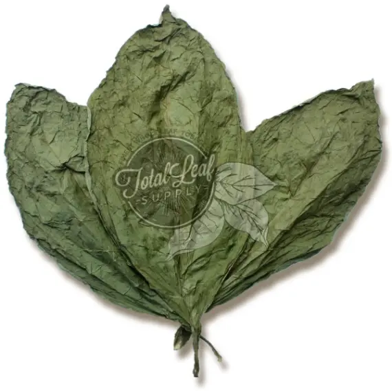 Candela Wrapper Tobacco – Ecuadorian & Honduran Shade Leaf