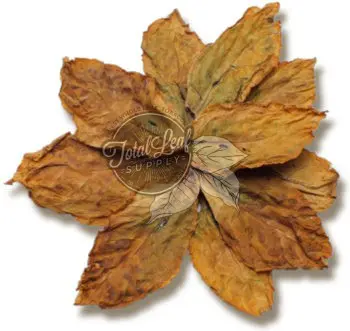 tobacco leaf tallahassee fl Seeds - Florida Sumatra Kentucky Burley SL Tobacco Leaf