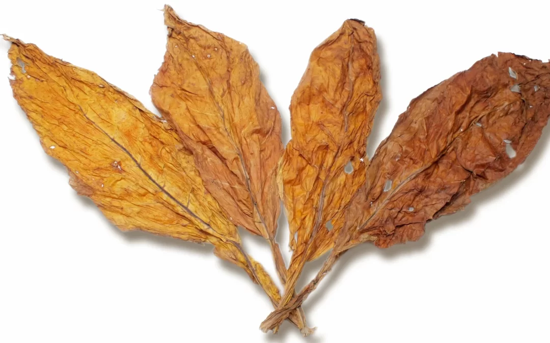 What is Flue Cured Tobacco?