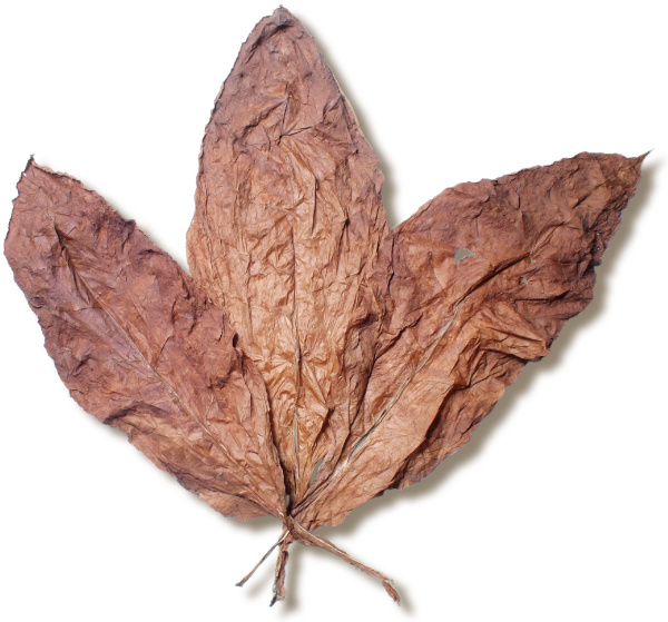 fronto leaf