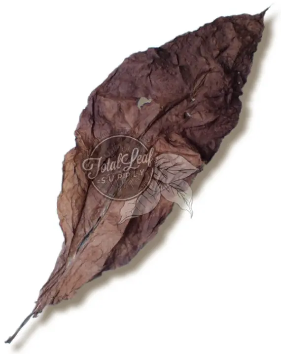 tobacco leaf tallahassee fl TLeaf Glass Gallery From Seedling to Cigar -