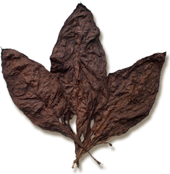 Mexican Oscuro Wrapper Tobacco for Sale