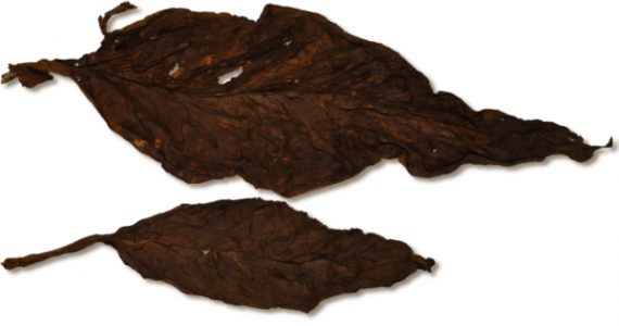 Virginia Dark Air Cured Solid Leaf - Image 2