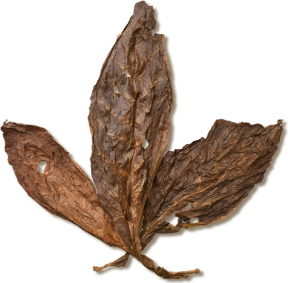 Dominican Piloto Solid Leaf, available for sale