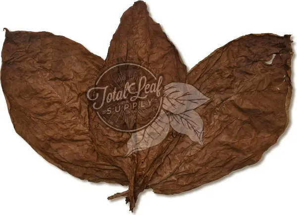 nicaraguan tobacco leaves CT Shade BInder - Nicaraguan Connecticut Shade by the pound Nicaraguan tobacco leaves hi-res stock