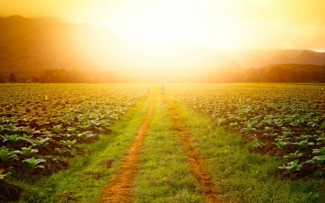 The Convenience and Considerations of Buying Tobacco Online