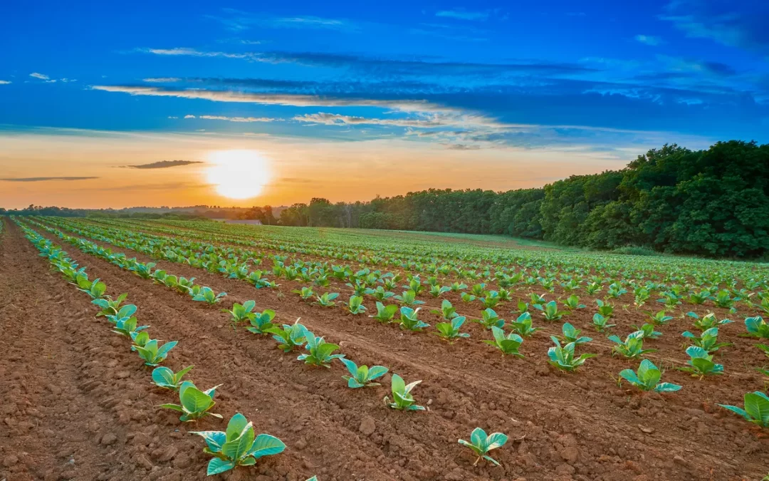 Benefits of Buying Whole Leaf Tobacco Online