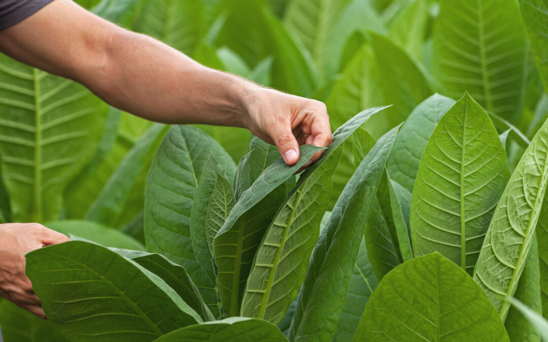Choosing the Right Tobacco Leaves for You
