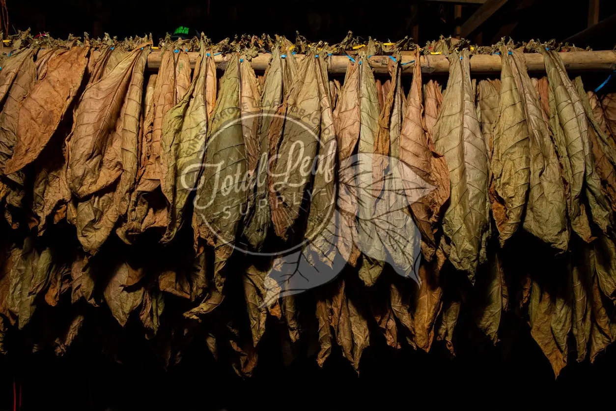 tobacco wrapped in a leaf and tied with string Bundle of Dried Leaves on Wooden Surface Stock Illustration A Guide to Loose Leaf