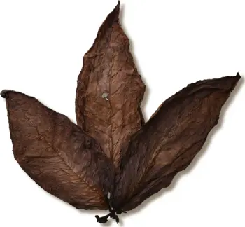 physical effects of smoking tobacco What are the dangers of smoking and how many cancers are caused by it?