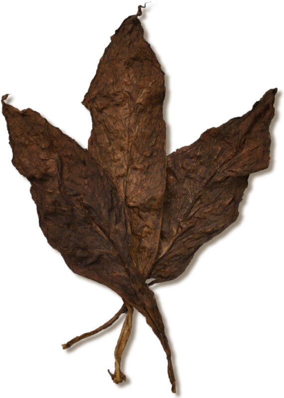 Pennsylvania Broadleaf Ligero Wrapper