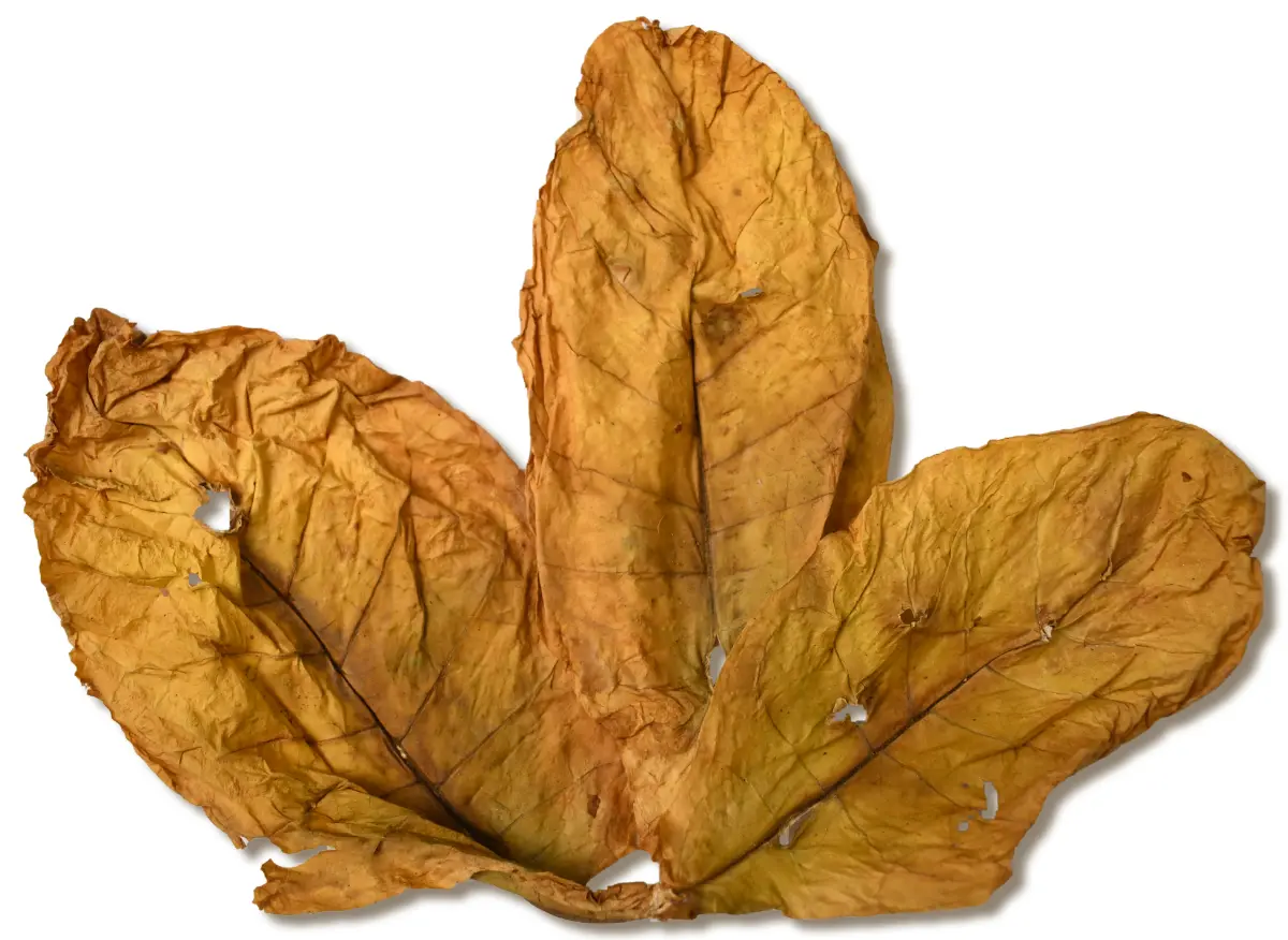 oriental tobacco leaf size Oriental Krumovgrad
