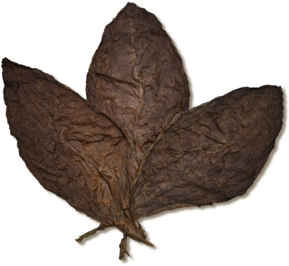 Ecuadorian Habano Marron Ligero Wrapper