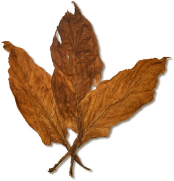 Brazilian Flue Cured (BFL) Tobacco