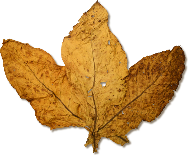 Virginia Flue Cured (BFL)